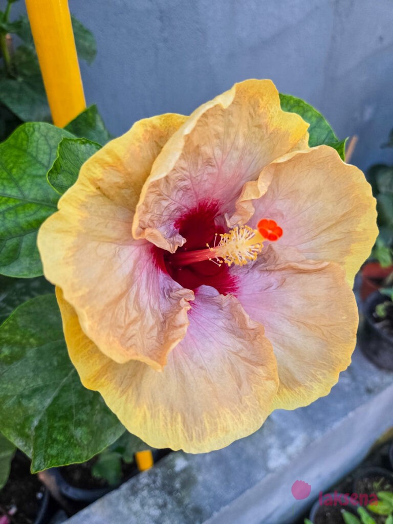 Гибискус китайский (Hibiscus rosa-sinensis) цветы мальдив