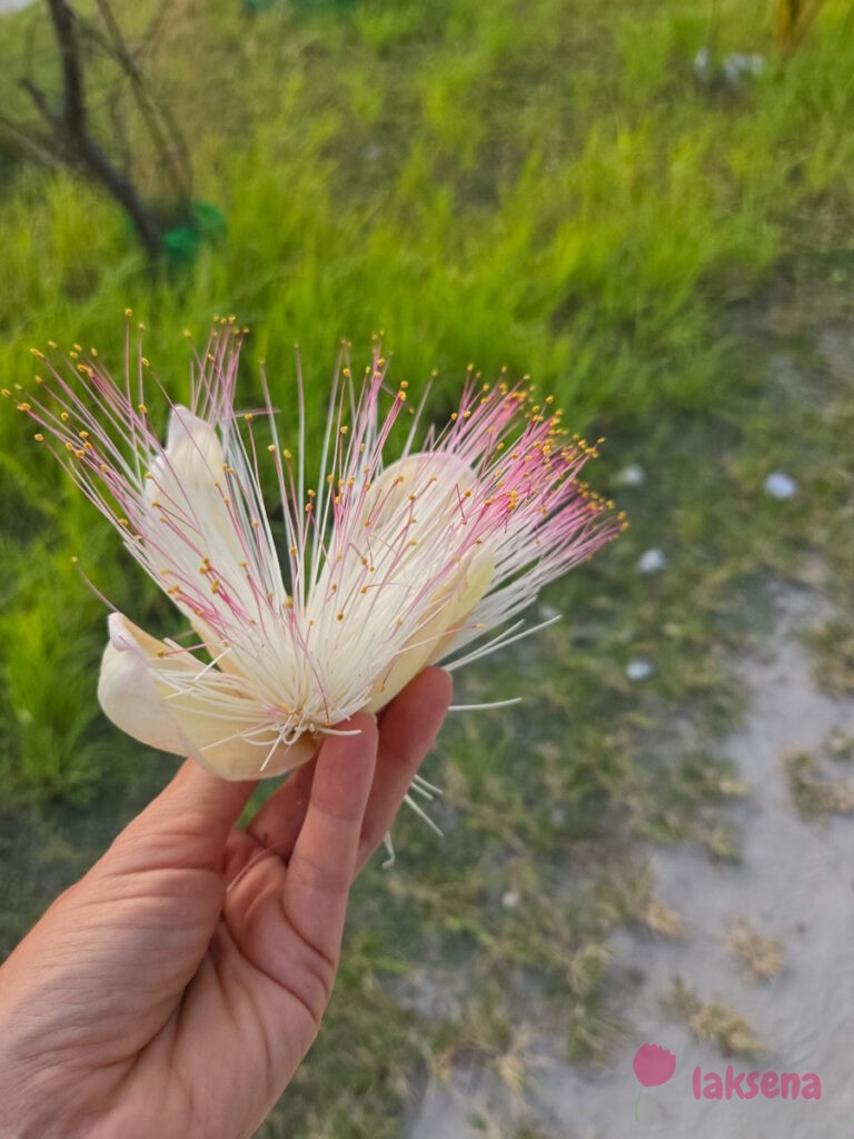 Баррингтония азиатская (Barringtonia asiatica) цветы мальдив
