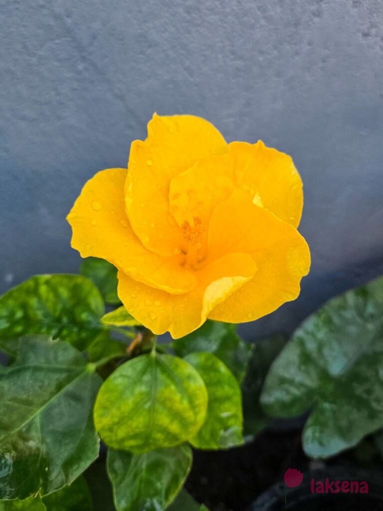 Гибискус китайский (Hibiscus rosa-sinensis) цветы мальдив