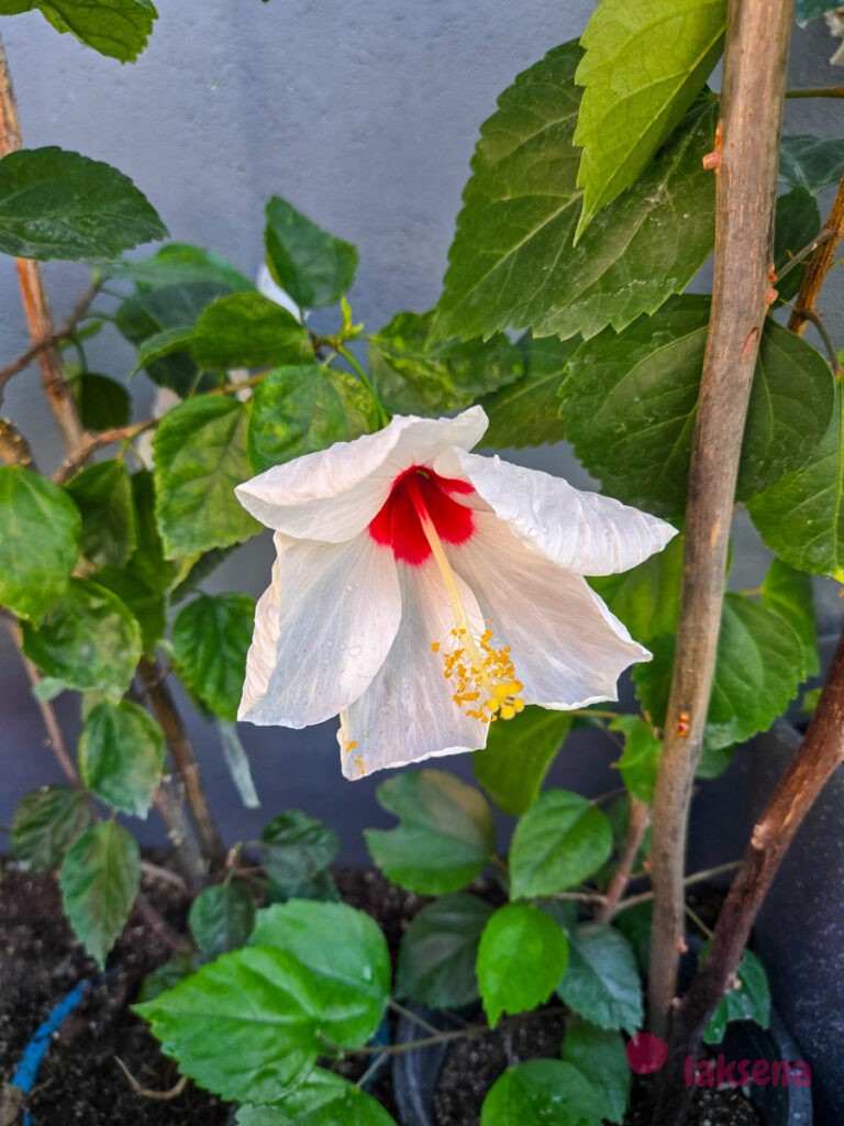 Гибискус китайский (Hibiscus rosa-sinensis) растения мальдив