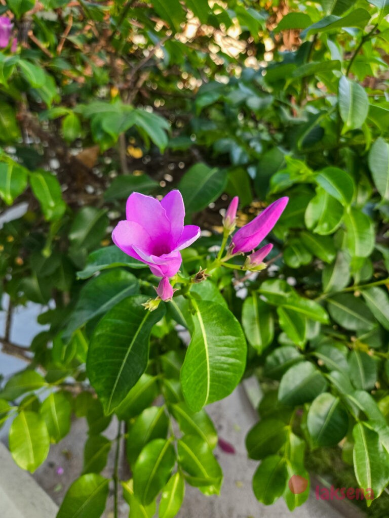 Криптостегия крупноцветковая (Cryptostegia grandiflora) растения мальдив