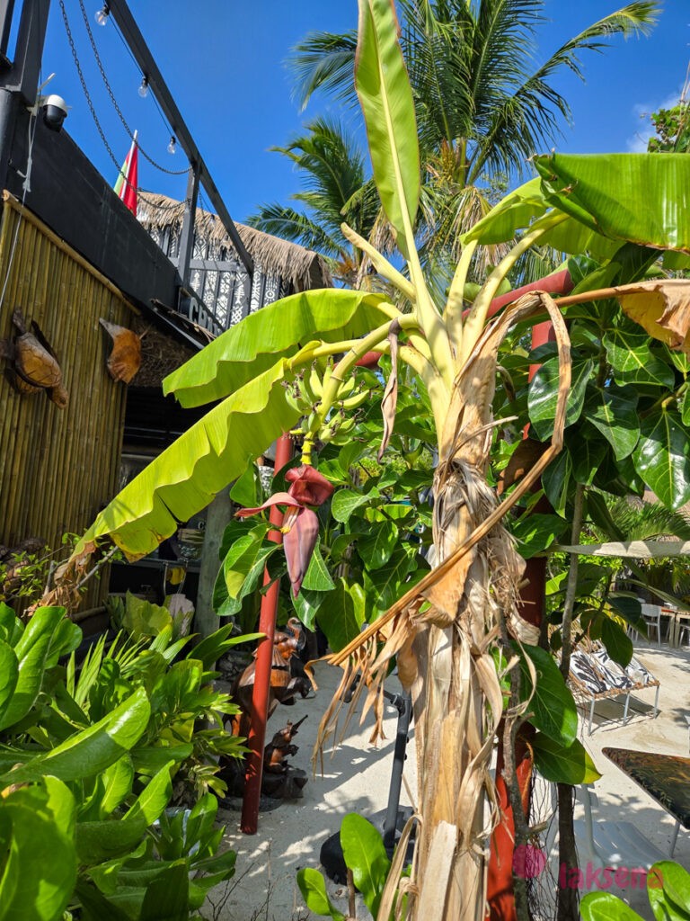 Банан (Musa) растения мальдив