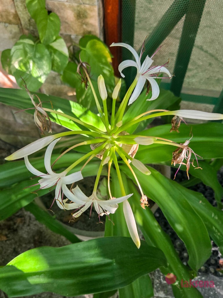Азиатский кринум (Crinum asiaticum) цветы мальдив