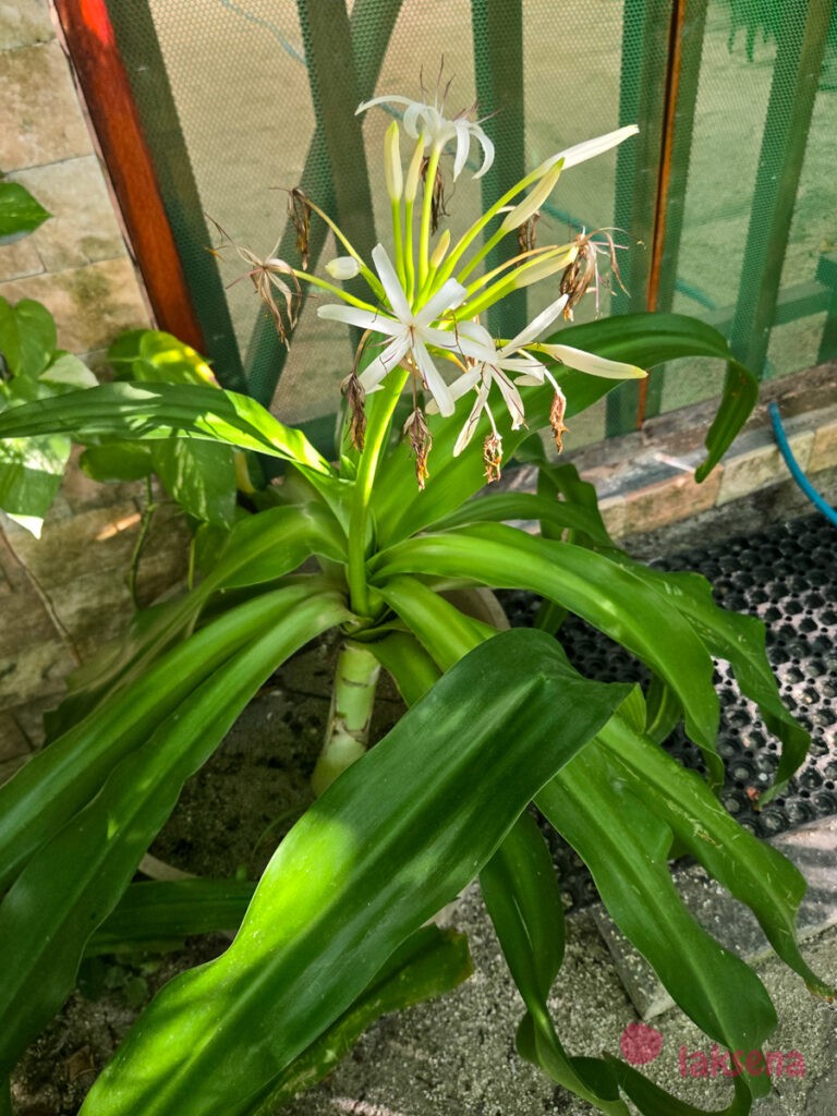 Азиатский кринум (Crinum asiaticum) растения мальдив