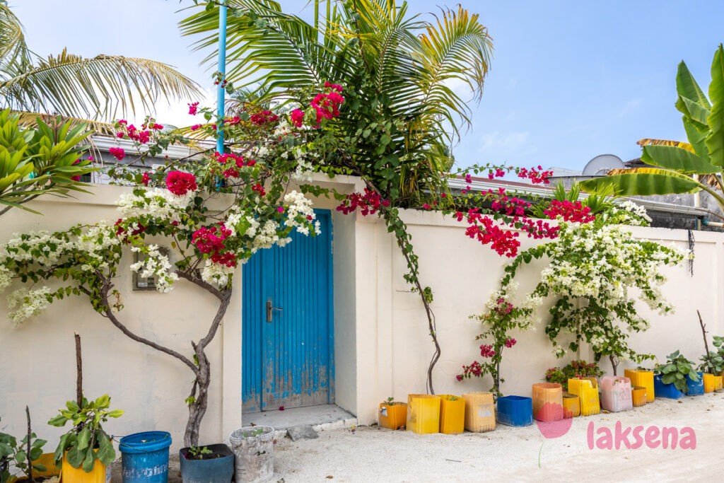 Бугенвиллея (Bougainvillea) цветы Мальдив