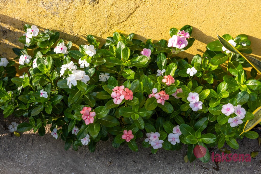 Катарантус розовый (Catharanthus roseus) цветы мальдив