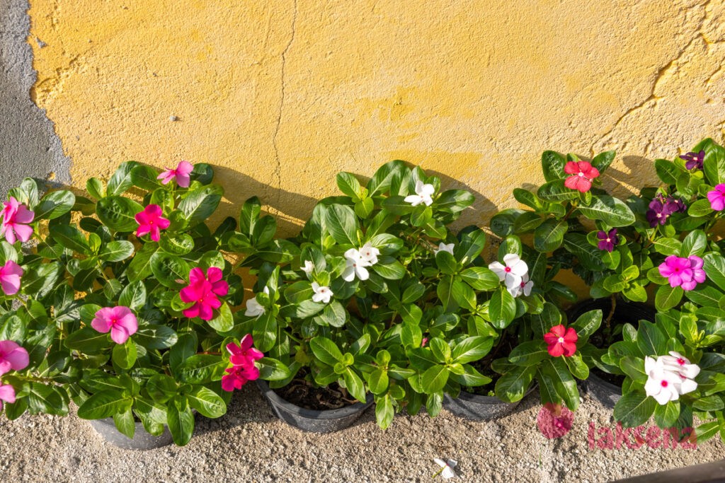Катарантус розовый (Catharanthus roseus) цветы мальдив