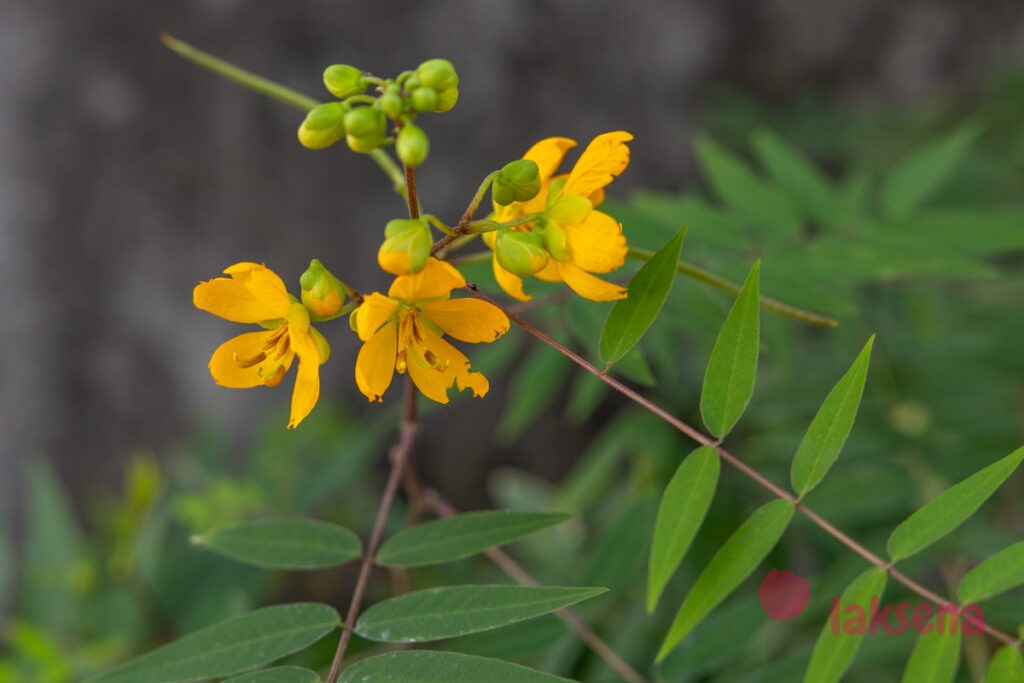 Сенна западная (Senna occidentalis) цветы мальдив