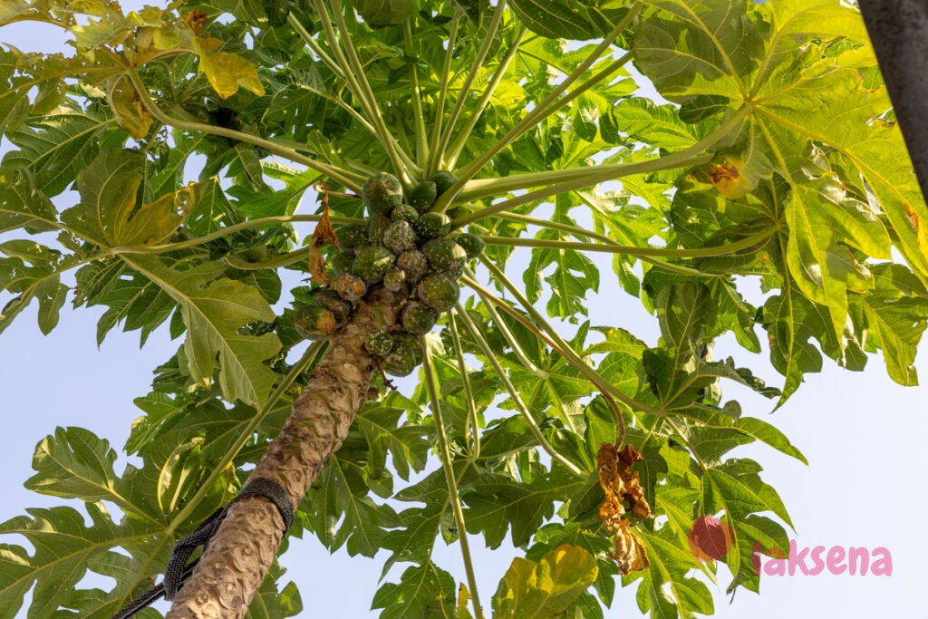 папайя мальдивы