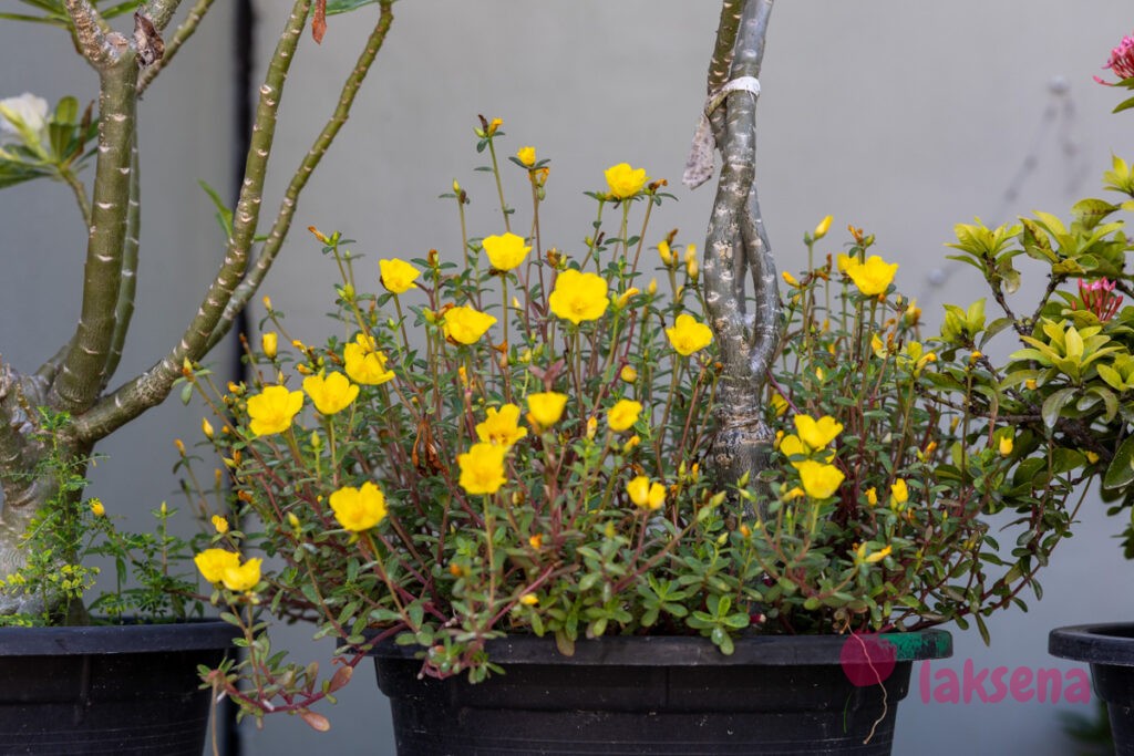 Портулак крупноцветковый (Portulaca grandiflora) цветы мальдив
