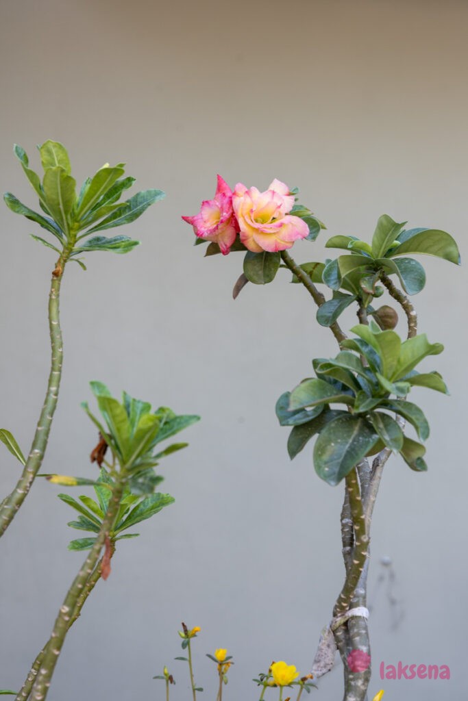 Адениум тучный (Adenium obesum) цветы мальдив 