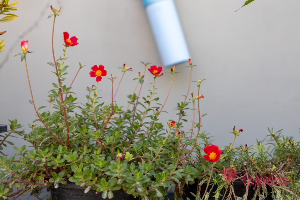 Портулак крупноцветковый (Portulaca grandiflora) цветы мальдив