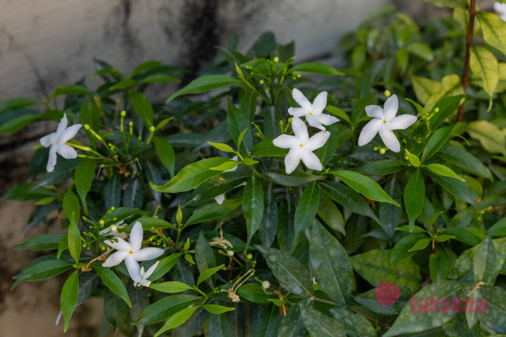 Табернемонтана растопыренная (Tabernaemontana divaricata) цветы мальдив