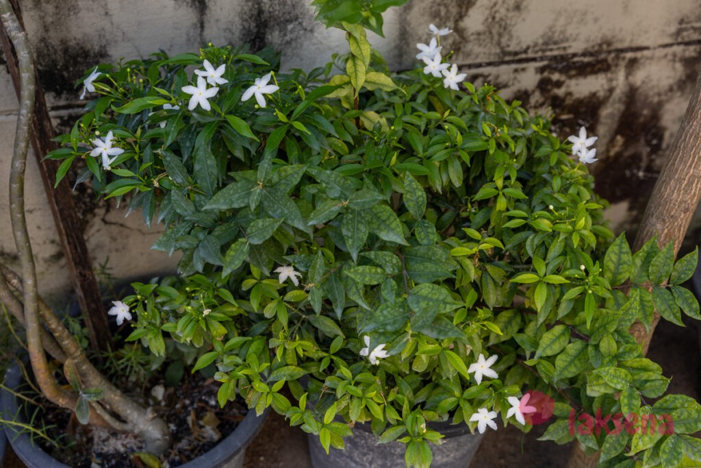 Табернемонтана растопыренная (Tabernaemontana divaricata) растения мальдив