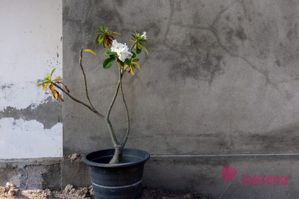 Адениум тучный (Adenium obesum) растения мальдив