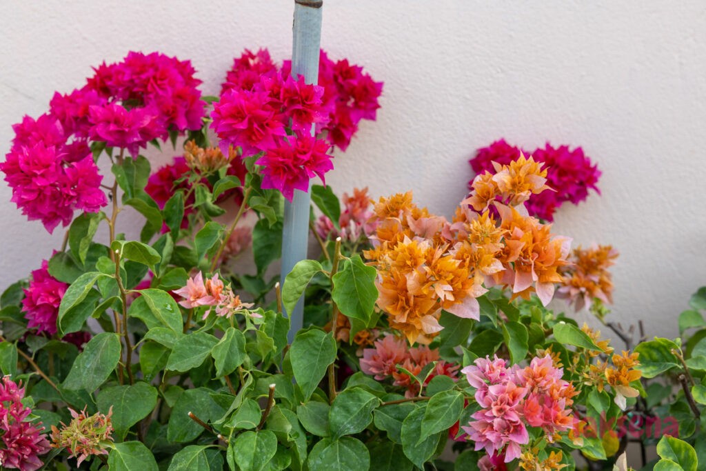 Бугенвиллея (Bougainvillea) цветы Мальдив