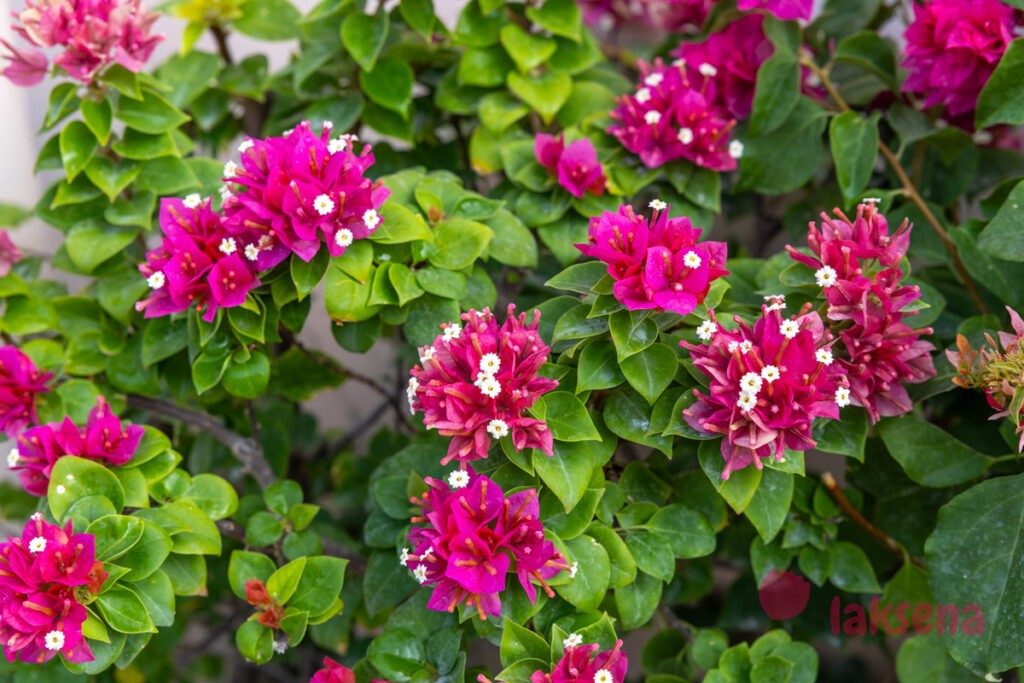 Бугенвиллея (Bougainvillea) цветы Мальдив