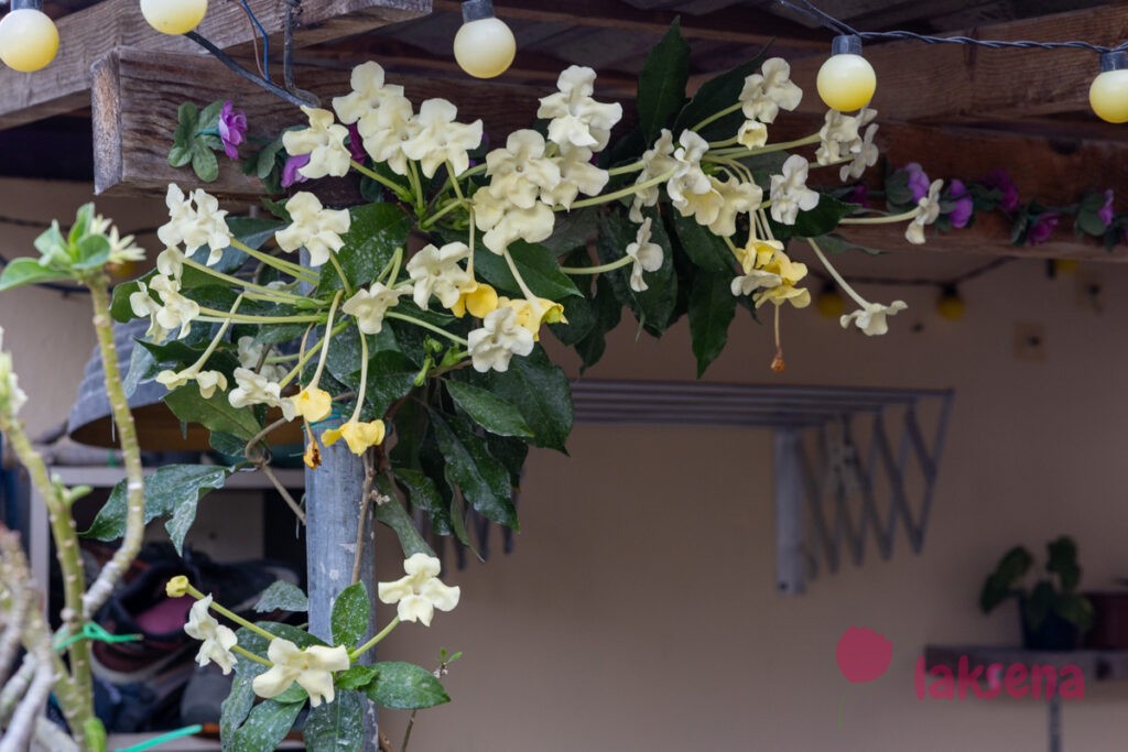 Брунфельсия американская (Brunfelsia americana) цветы мальдив 