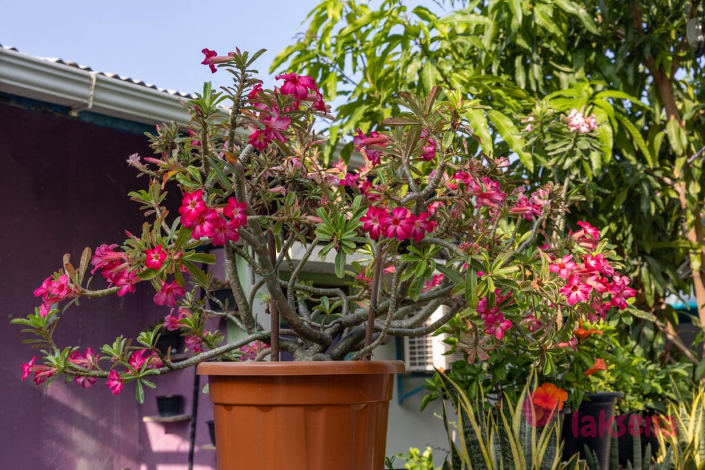Адениум тучный (Adenium obesum) растения мальдив