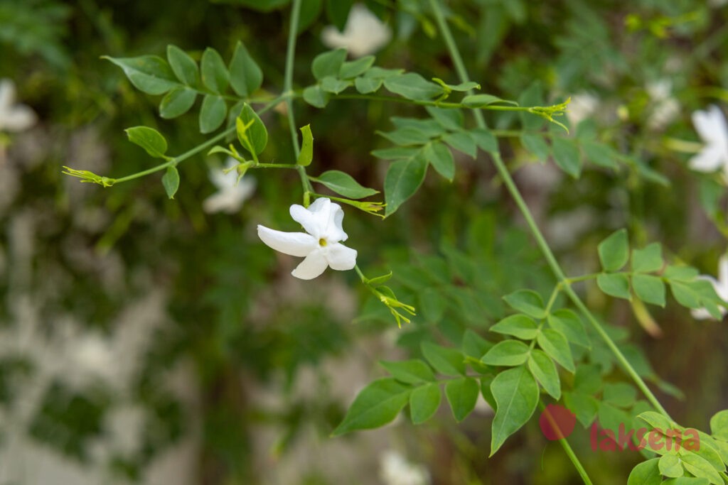 Жасмин белый (Jasminum officinale) цветы мальдив