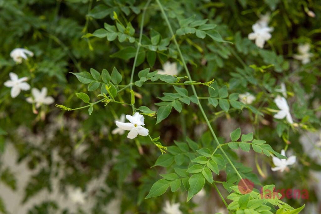 Жасмин белый (Jasminum officinale) цветы мальдив