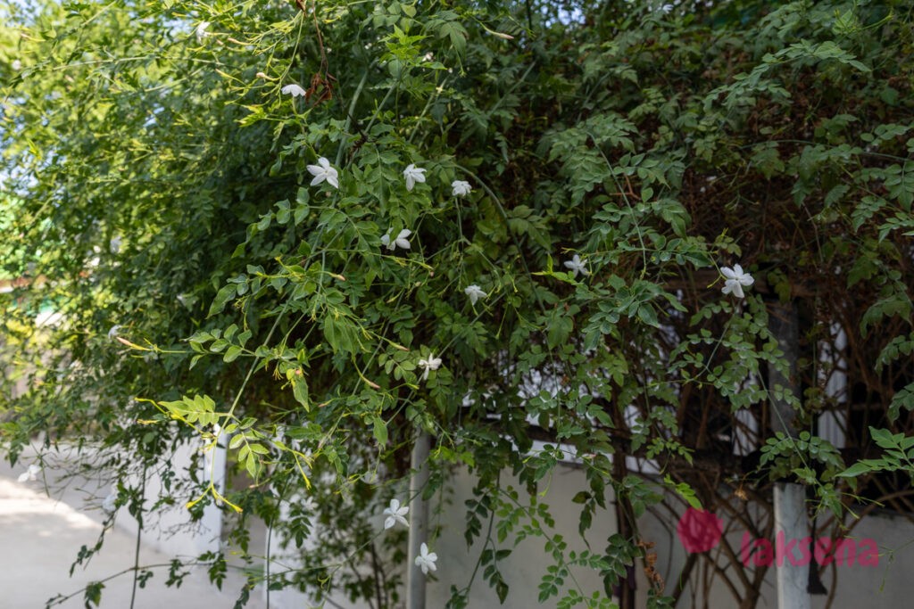 Жасмин белый (Jasminum officinale) растения мальдив