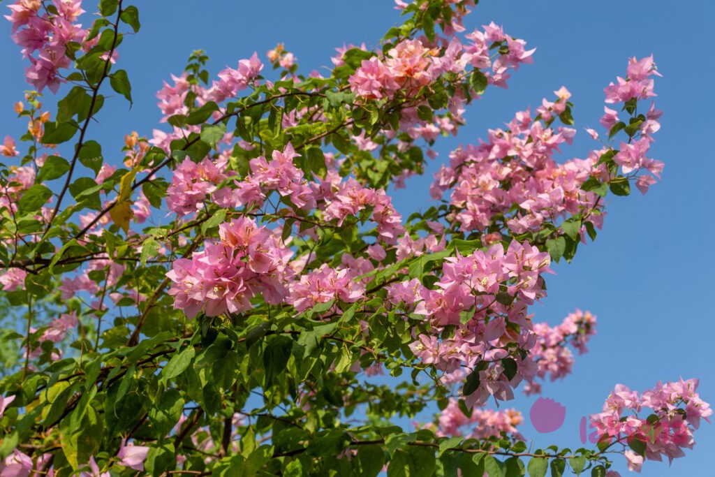 Бугенвиллея (Bougainvillea) растения Мальдив