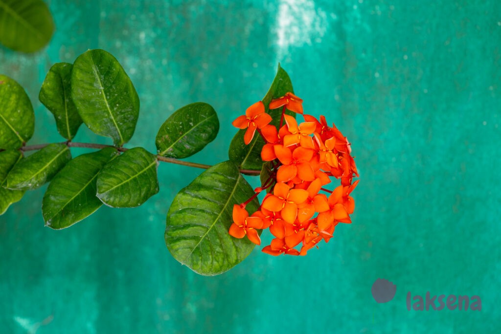 Иксора ярко-красная (Ixora coccinea) цветы мальдив