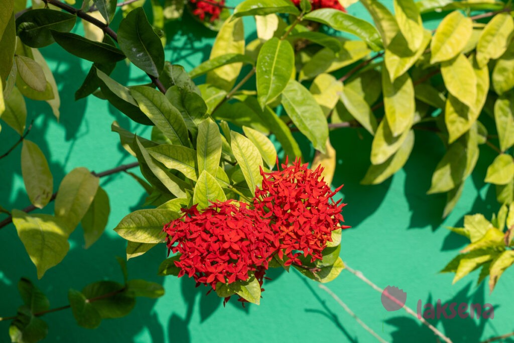 Иксора ярко-красная (Ixora coccinea) цветы мальдив