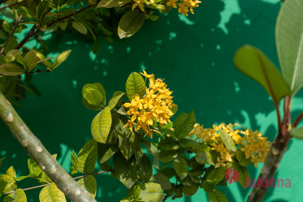 Иксора ярко-красная (Ixora coccinea) цветы мальдив