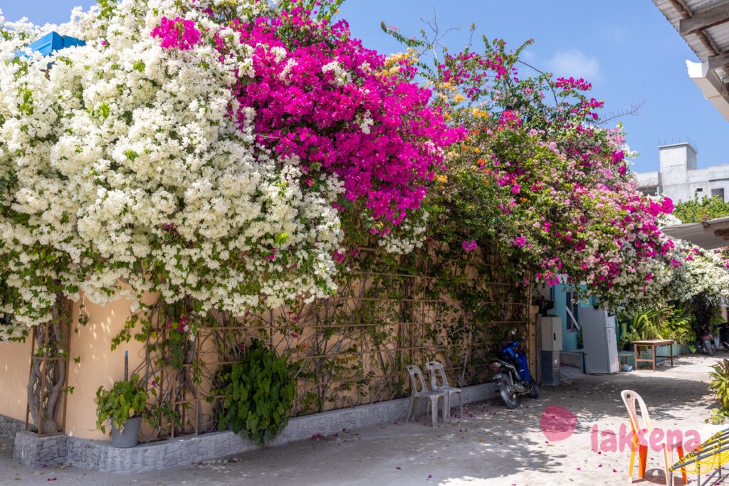 Бугенвиллея (Bougainvillea) цветы Мальдив