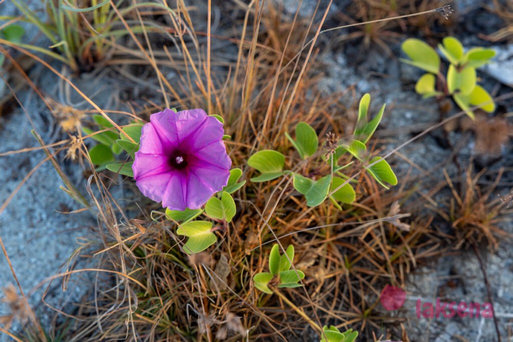 Ипомея двулопастная (Ipomoea pes-caprae) цветы мальдив