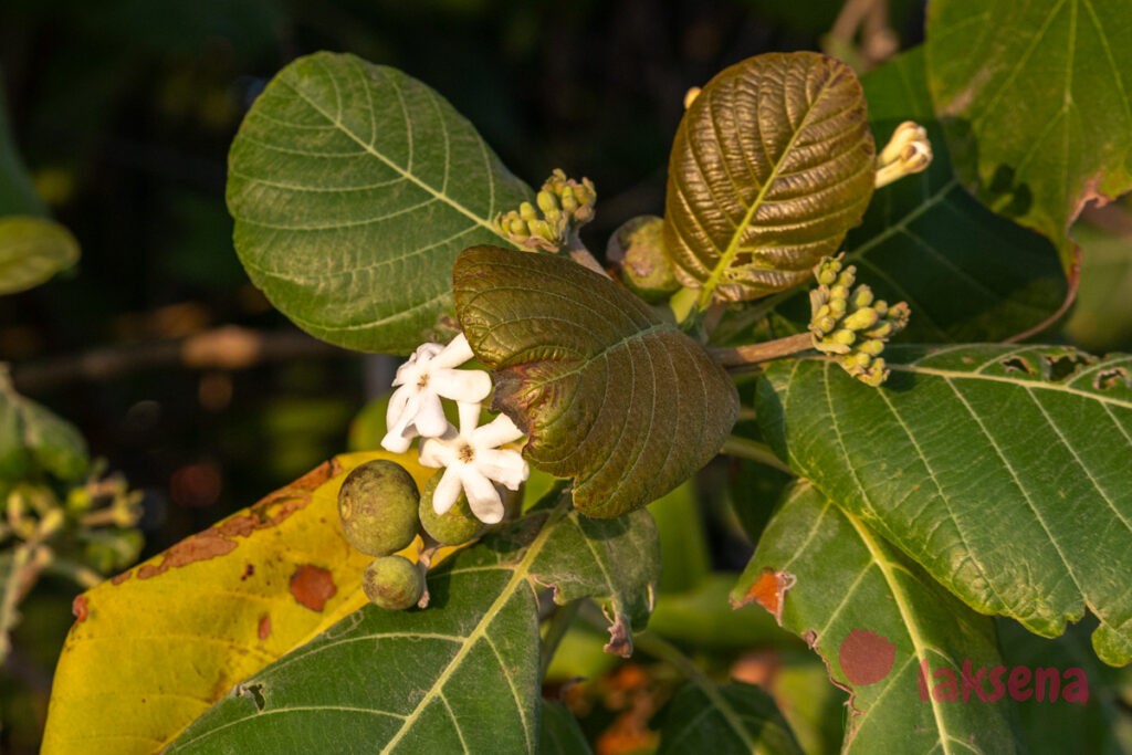 Геттарда великолепная (Guettarda speciosa) цветы мальдив