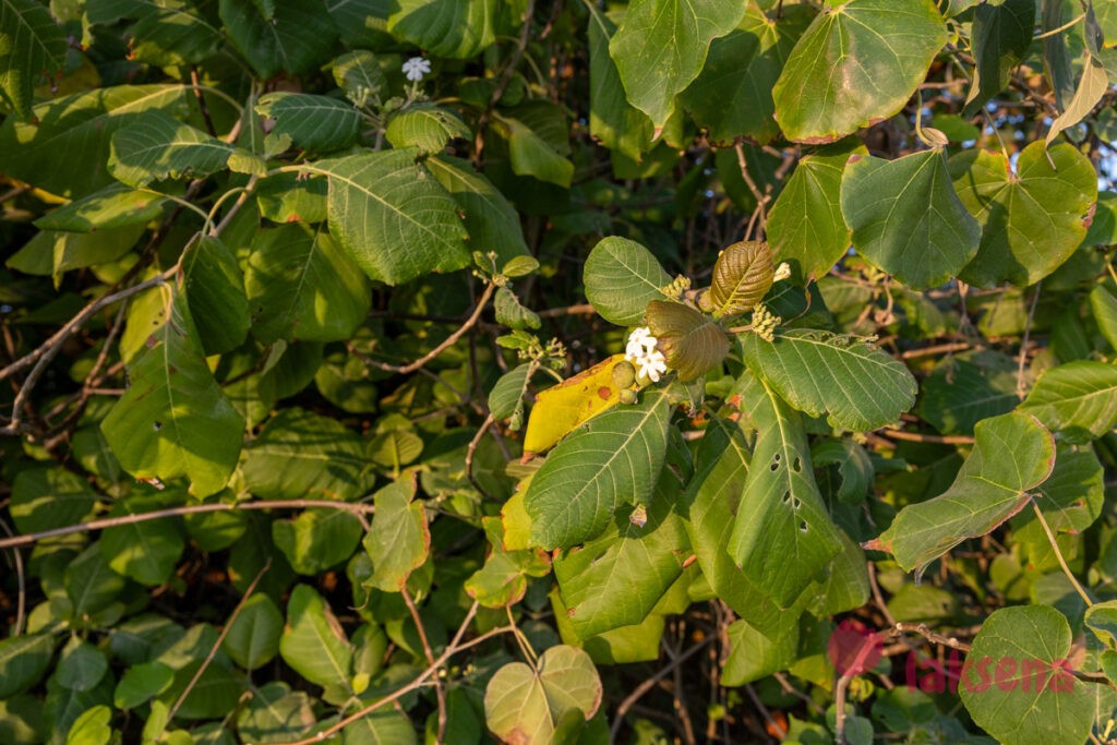 Геттарда великолепная (Guettarda speciosa) цветы мальдив