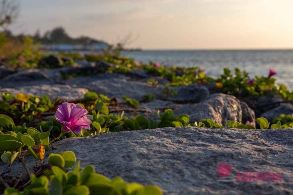 Ипомея двулопастная (Ipomoea pes-caprae) растения мальдив