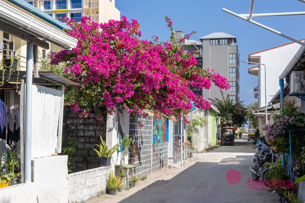 Бугенвиллея (Bougainvillea) цветы Мальдив