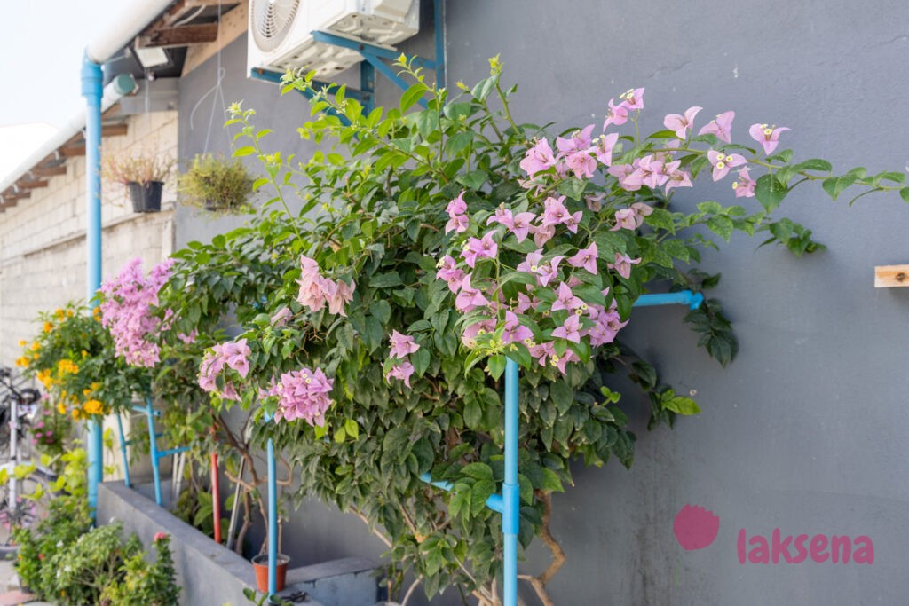 Бугенвиллея (Bougainvillea) цветы Мальдив