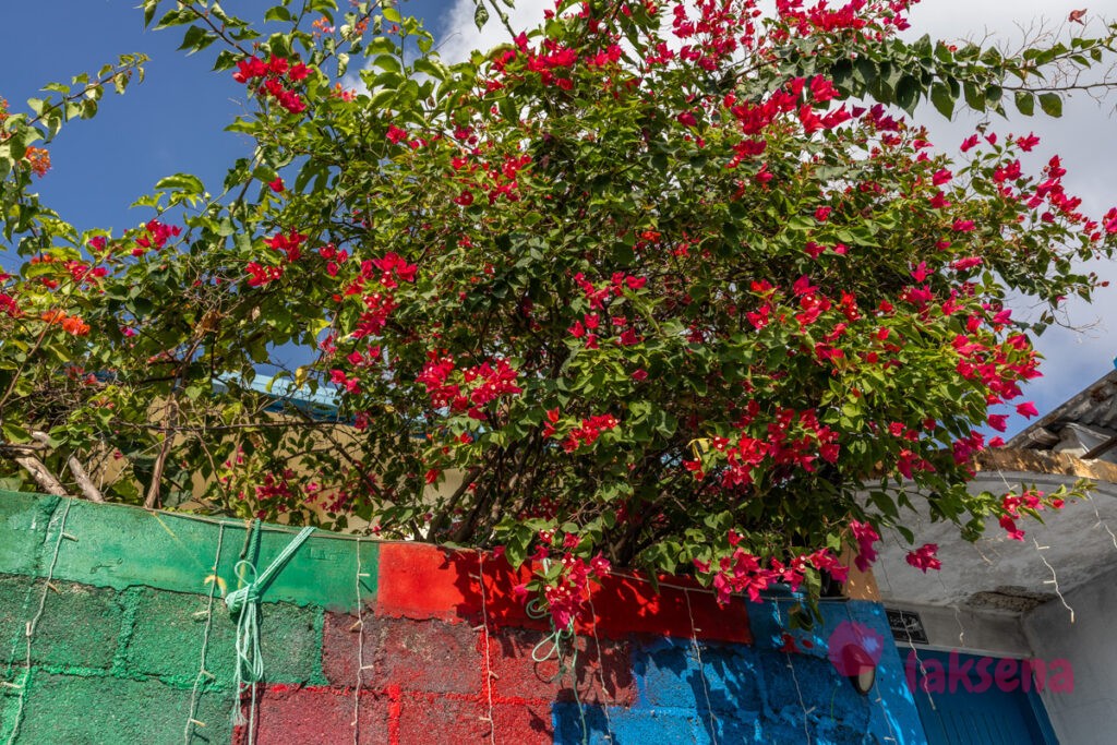 Бугенвиллея (Bougainvillea) растения Мальдив