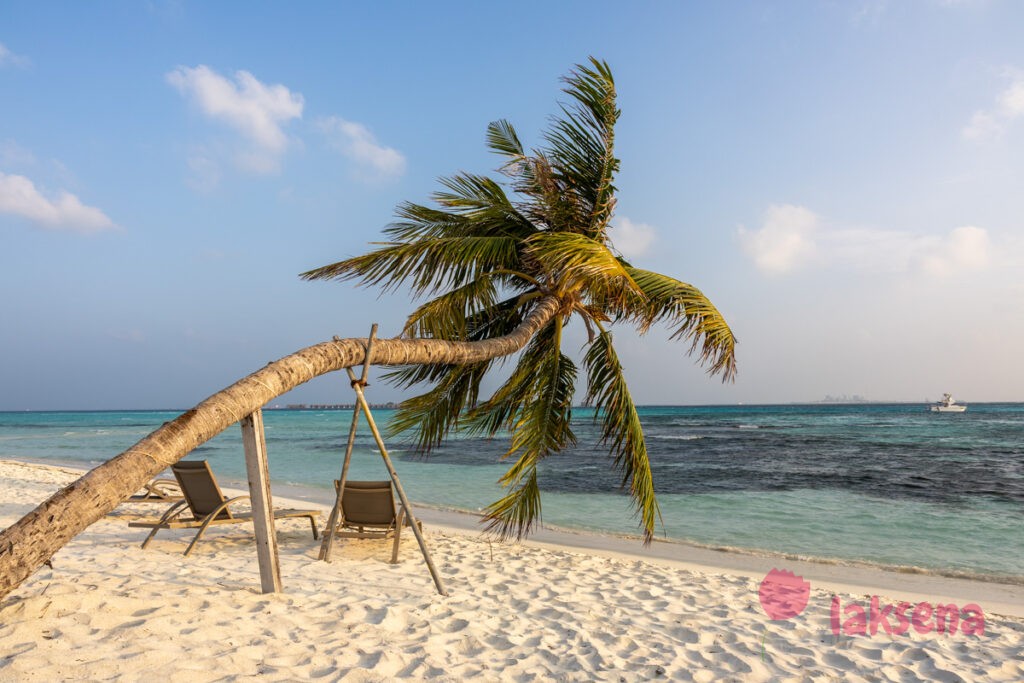 кокосовая пальма мальдивы