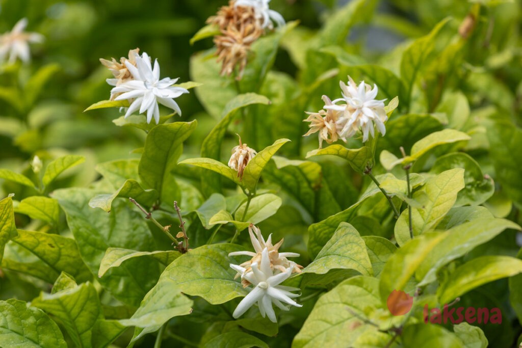 Жасмин самбак (Jasminum sambac) цветы мальдив