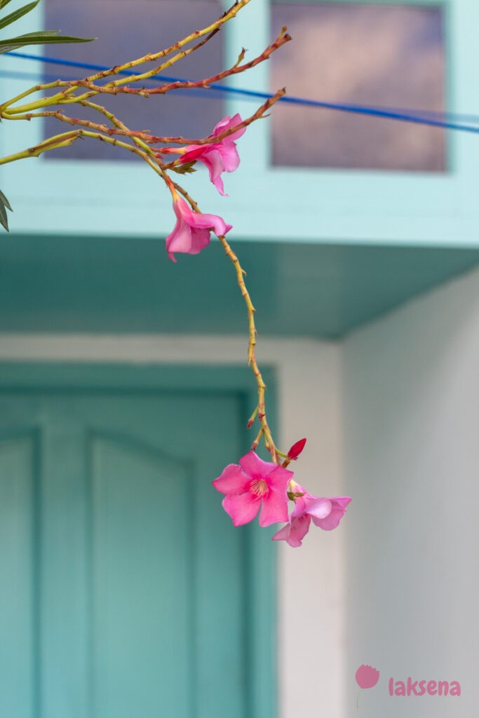 Олеандр (Nerium оleander) цветы мальдив