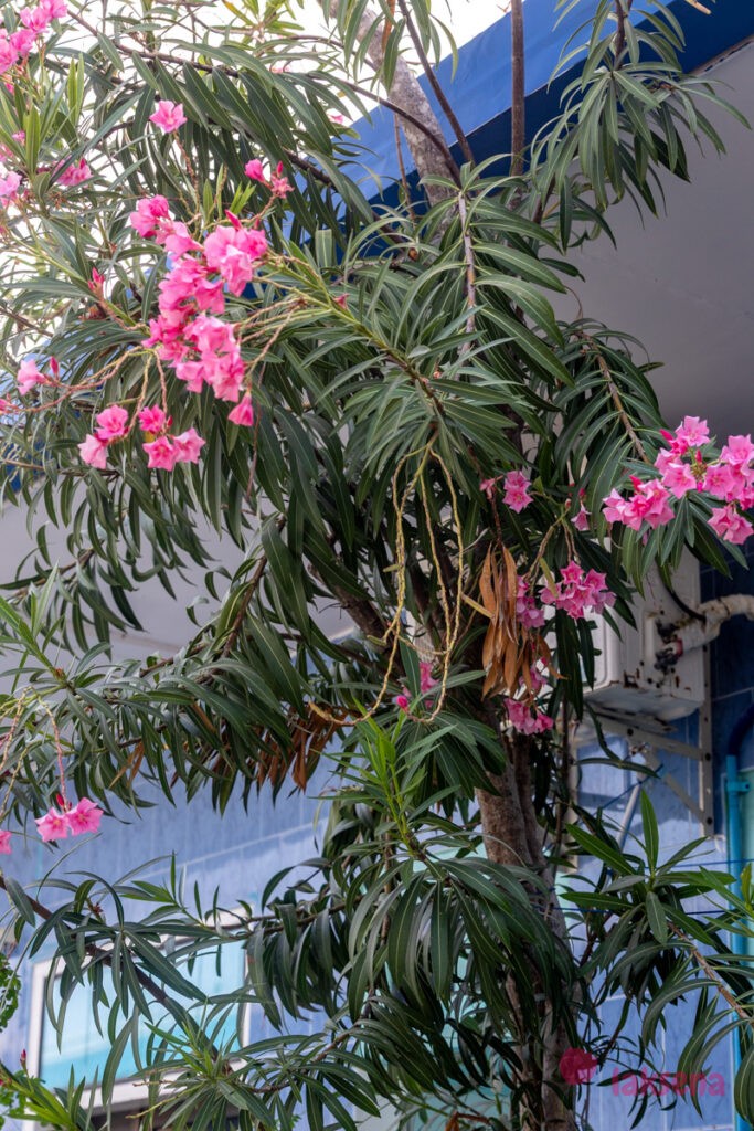 Олеандр (Nerium оleander) цветы мальдив