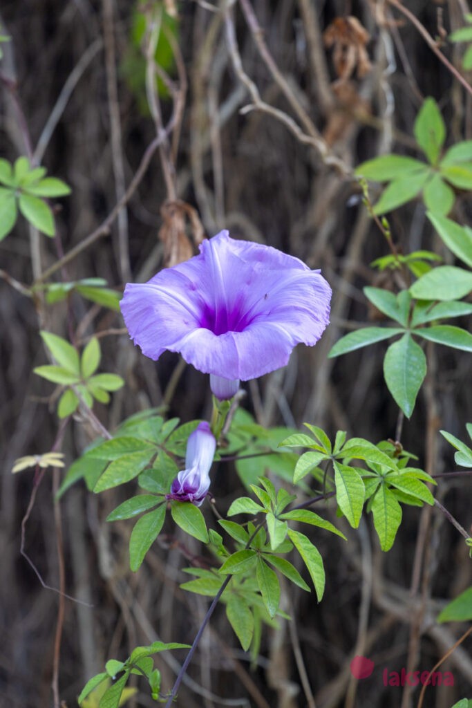 Ипомея каирская (Ipomoea cairica) цветы мальдив
