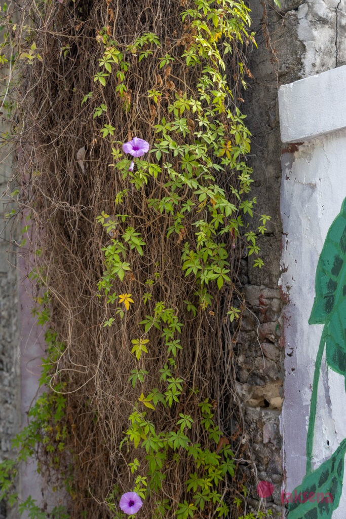 Ипомея каирская (Ipomoea cairica) растения мальдив