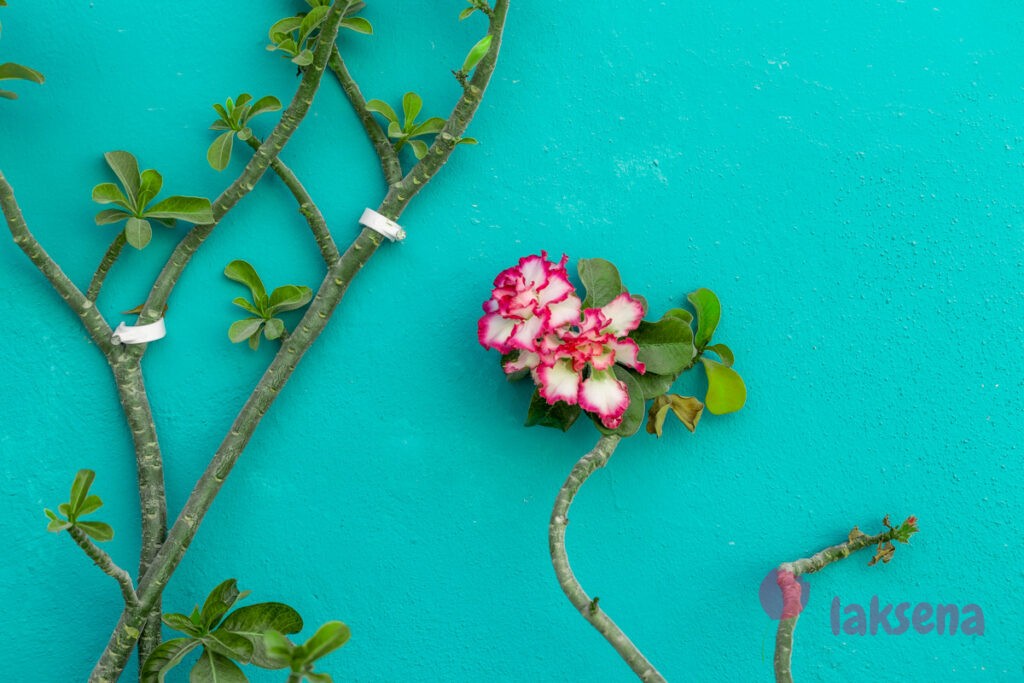 Адениум тучный (Adenium obesum) цветы мальдив