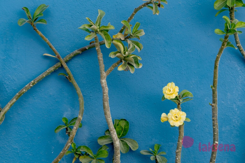 Адениум тучный (Adenium obesum) цветы мальдив