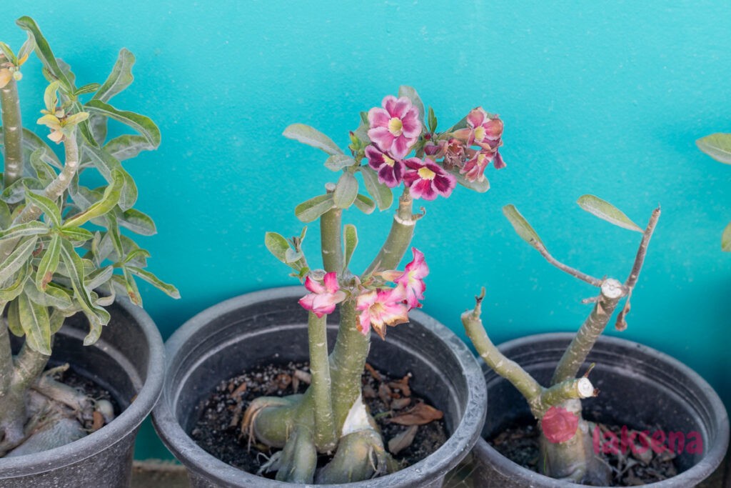 Адениум тучный (Adenium obesum) цветы мальдив