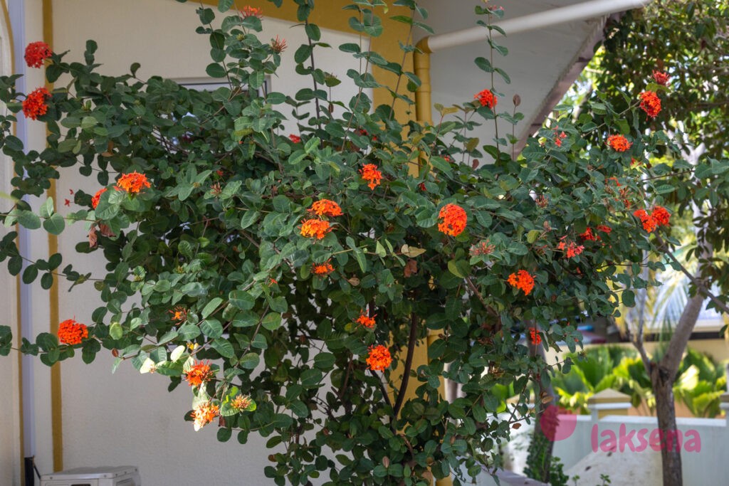 Иксора ярко-красная (Ixora coccinea) растения мальдив
