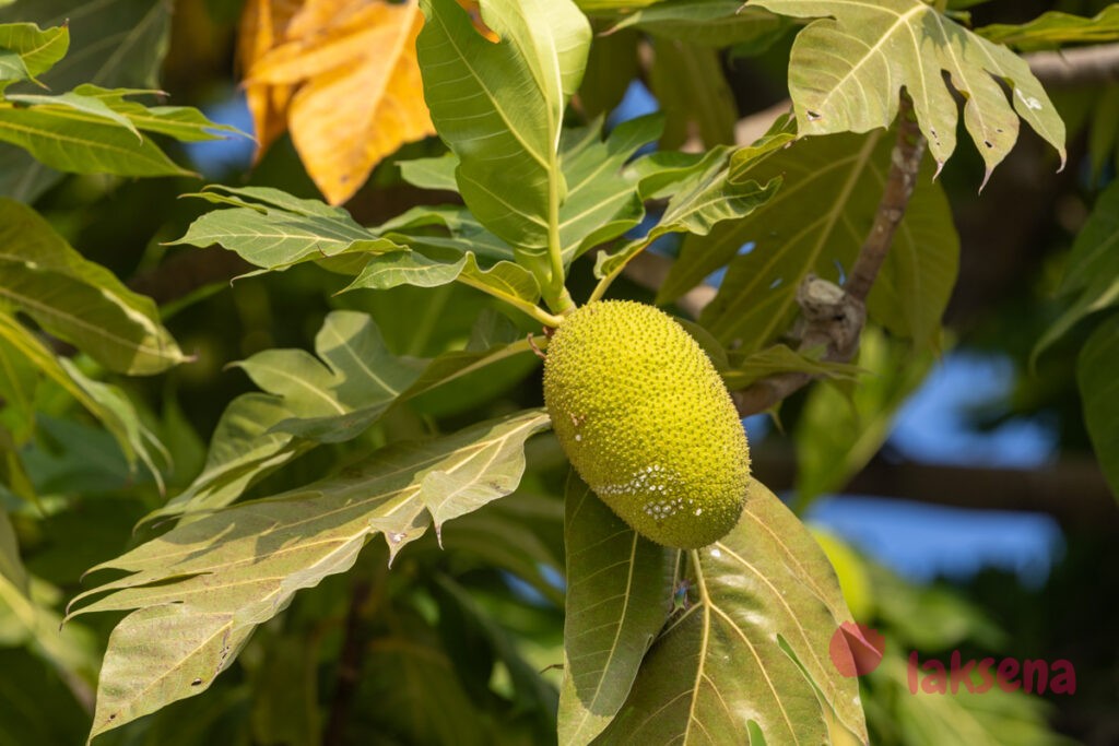 хлебное дерево мальдивы