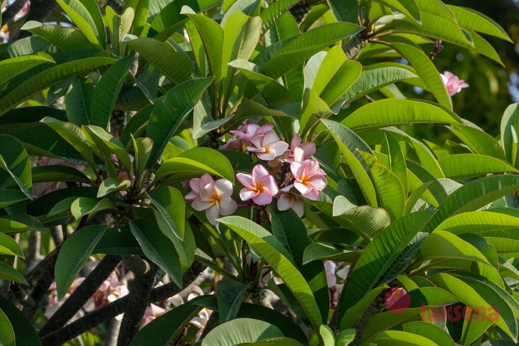 Плюмерия красная (Plumeria rubra) цветы мальдив